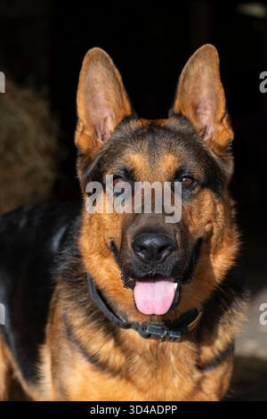 Bellissimo ritratto di un pastore tedesco alla luce del sole con sfondo scuro Foto Stock