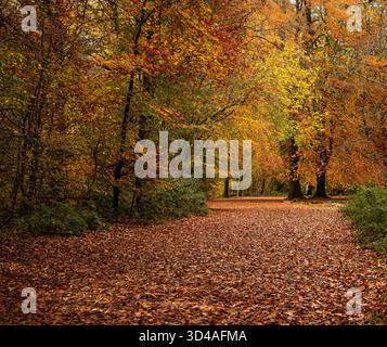 Percorso panoramico nella foresta ricoperto di foglie autunnali cadute, circondato da un fogliame colorato nelle sfumature di rosso, arancione e giallo della foresta di serpenti Savernake di Marlborough Foto Stock