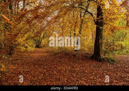 Percorso panoramico nella foresta ricoperto di foglie autunnali cadute, circondato da un fogliame colorato nelle sfumature di rosso, arancione e giallo della foresta di serpenti Savernake di Marlborough Foto Stock