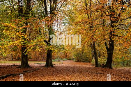 Percorso panoramico nella foresta ricoperto di foglie autunnali cadute, circondato da un fogliame colorato nelle sfumature di rosso, arancione e giallo della foresta di serpenti Savernake di Marlborough Foto Stock