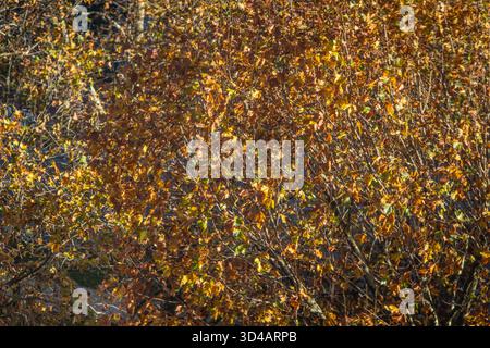 raccolto ravvicinato di foglie autunnali morte sugli alberi Foto Stock