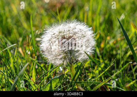 Dandelion testa di semina che cresce nell'erba. Suffolk, Regno Unito. Foto Stock
