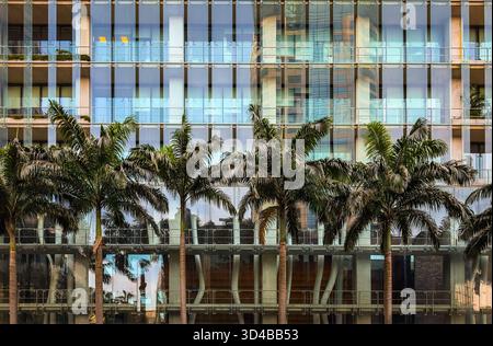 Central Business District, Singapore, 4 febbraio 2024, vista di una fila di palme davanti ad un edificio moderno nel quartiere finanziario Foto Stock