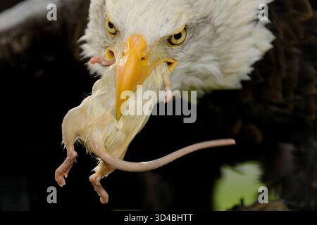 Deventer, Paesi Bassi. 9 novembre 2025. DEVENTER, PAESI BASSI - 9 NOVEMBRE: Harly of Go Ahead Eagles durante l'incontro olandese Eredivisie tra Go Ahead Eagles e Feyenoord a De Adelaarshorst il 9 novembre 2025 a Deventer, Paesi Bassi. (Foto di Dennis Bresser/Orange Pictures) credito: Orange Pics BV/Alamy Live News Foto Stock