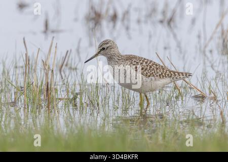 Un sandpiper di legno in Finlandia Foto Stock
