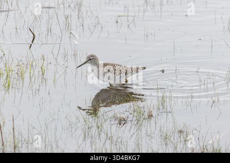 Un sandpiper di legno in Finlandia Foto Stock