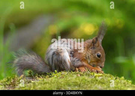 Barche a vela sulla costa finlandese Foto Stock