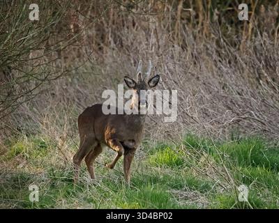 Roebuck, un capriolo maschio (Capreolus capreolus), noto anche come capriolo, capriolo occidentale o capriolo europeo fermo con piccole corna di velluto che guardano la macchina fotografica Foto Stock