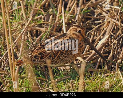 Mimetizzazione del Common Snipe (Gallinago gallinago) mascherata tra canne e fogliame paludoso della riserva naturale Leighton Moss RSPB, Lancashire, Inghilterra, Regno Unito Foto Stock