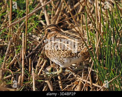 Mimetizzazione del Common Snipe (Gallinago gallinago) mascherata tra canne e fogliame paludoso della riserva naturale Leighton Moss RSPB, Lancashire, Inghilterra, Regno Unito Foto Stock