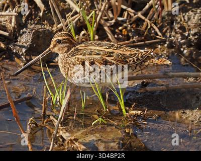 Mimetizzazione del Common Snipe (Gallinago gallinago) mascherata tra canne e fogliame paludoso della riserva naturale Leighton Moss RSPB, Lancashire, Inghilterra, Regno Unito Foto Stock