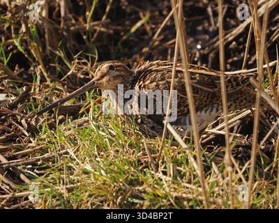 Mimetizzazione del Common Snipe (Gallinago gallinago) mascherata tra canne e fogliame paludoso della riserva naturale Leighton Moss RSPB, Lancashire, Inghilterra, Regno Unito Foto Stock