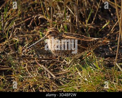 Mimetizzazione del Common Snipe (Gallinago gallinago) mascherata tra canne e fogliame paludoso della riserva naturale Leighton Moss RSPB, Lancashire, Inghilterra, Regno Unito Foto Stock