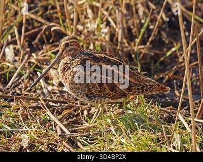 Mimetizzazione del Common Snipe (Gallinago gallinago) mascherata tra canne e fogliame paludoso della riserva naturale Leighton Moss RSPB, Lancashire, Inghilterra, Regno Unito Foto Stock