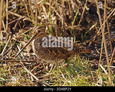 Mimetizzazione del Common Snipe (Gallinago gallinago) mascherata tra canne e fogliame paludoso della riserva naturale Leighton Moss RSPB, Lancashire, Inghilterra, Regno Unito Foto Stock