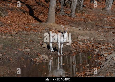 Una femmina di cervo a riposo in autunno. Foto Stock