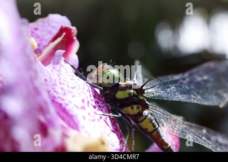 Tranquillo primo piano di una libellula dagli occhi verdi che riposa su un delicato fiore di orchidea viola. Questo vivace insetto con dettagli delle ali trasparenti è perfetto per ogni occasione Foto Stock