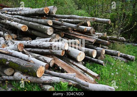 Mucchio di tronchi appena tagliati impilati su erba verde vicino a una casa di campagna, circondata da alberi primaverili. Foto Stock
