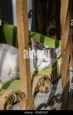 Gatto bianco e tabby adagiato su un cuscino verde a righe dietro una grata in metallo dorato alla luce del sole Foto Stock
