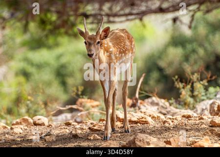 Il giovane cervo maledetto mesopotamico (Dama mesopotamica) fotografato nella foresta del Carmelo israeliano Foto Stock
