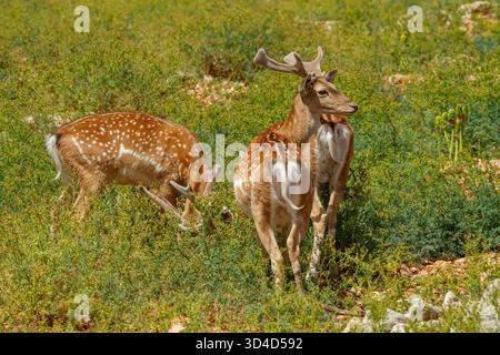 Il giovane cervo maledetto mesopotamico (Dama mesopotamica) fotografato nella foresta del Carmelo israeliano Foto Stock