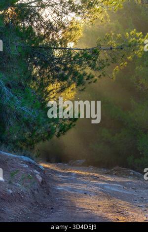 Pineta di Gerusalemme (Pinus halepensis, comunemente conosciuta come il pino di Aleppo) fotografata a Gerusalemme, Israele Foto Stock