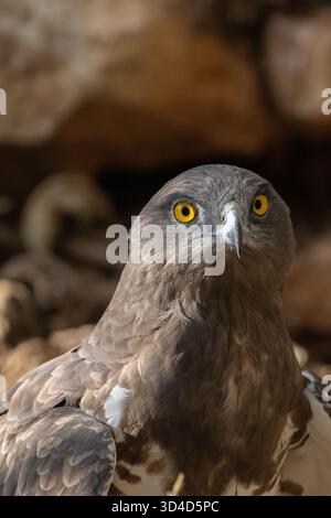 Ritratto di un'aquila di serpente a punta corta (Circaetus gallicus) questo uccello preda si trova in tutto il bacino del Mediterraneo, Russia e Medio Oriente, a. Foto Stock