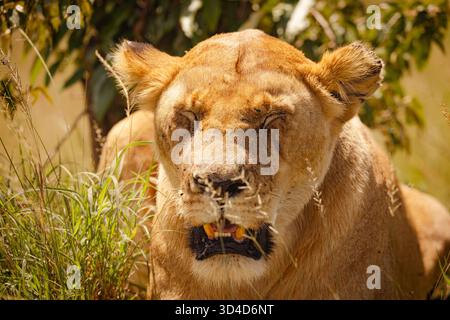 Primo piano ritratto di una leonessa (Panthera leo) che riposa all'ombra fotografata nella riserva nazionale di Masai Mara, Kenya, in aprile Foto Stock