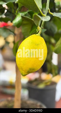 I limoni Meyer crescono su un limoneto in un vivaio. Sono un ibrido naturale tra un limone e un'arancia dolce. Foto Stock