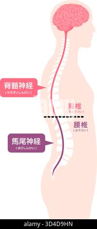 Illustrazione vettoriale della cauda equina Illustrazione Vettoriale