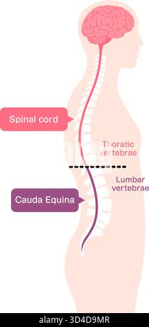 Illustrazione vettoriale della cauda equina Illustrazione Vettoriale