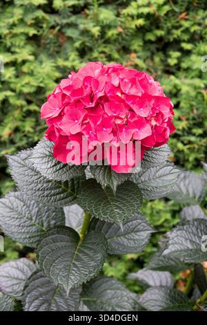 Singola pianta di ortensia rossa rubina di Mophead Hydrangea Bigleaf Hydrangea macrophylla Foto Stock