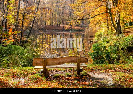 Panchina in legno che si affaccia su uno stagno panoramico in una foresta vicino a Hilversum, Paesi Bassi Foto Stock