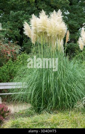 Cortaderia selloana 'Sunningdale Silver' giardino Cortaderia con panca in legno Foto Stock