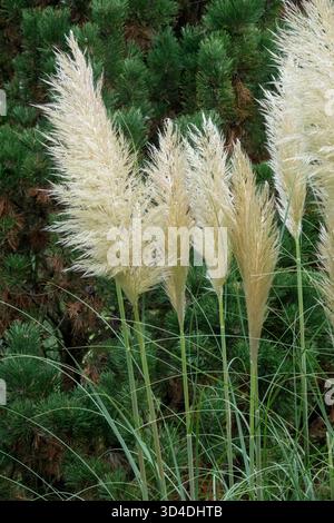 Cortaderia selloana 'Sunningdale Silver' Cortaderia giardino con panca Foto Stock