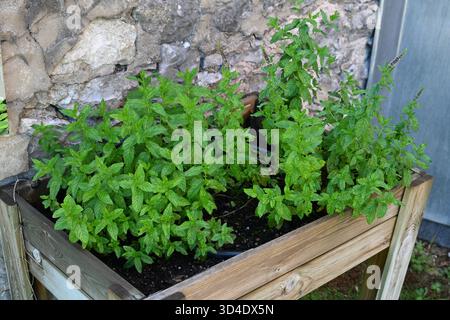 Menta, menta verde, zecca da giardino, zecca comune, zecca di agnello o sgombro min, Mentha Spicata, piantati in piantatrice di legno rialzato Foto Stock