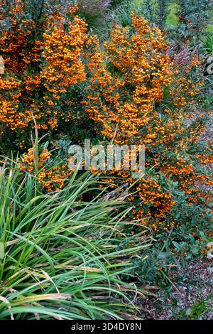 Firethorn, Pyracantha, nel giardino Foto Stock