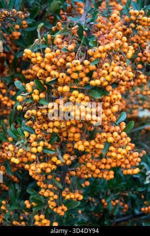Firethorn, Pyracantha coccinea "Golden Charmer" Fruits Berries Seeds fruttato Foto Stock