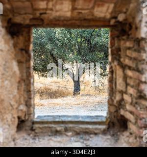 Una quercia di leccio si erge da sola fuori da una finestra sbriciolata di una casa abbandonata a Villaviciosa de Cordoba, evidenziando il ritorno della natura al paesaggio. Foto Stock