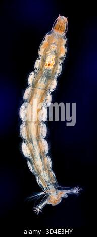 Larva invernale di gnat, Trichocera annulata, fotomicrografia di campo scuro Foto Stock