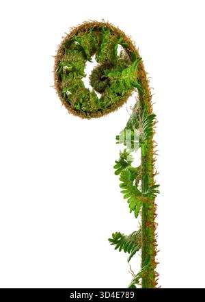 Dettaglio dal mondo vegetale, un ramo di felce arrotolato. Ritagliare e isolare su sfondo bianco. Foto Stock