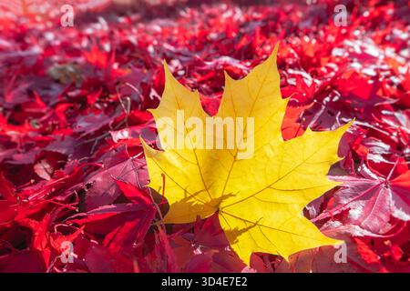 La foglia d'acero giallo brillante si distingue da un letto di foglie d'acero rosso Foto Stock