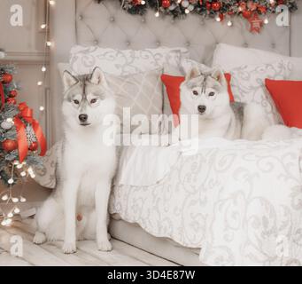 Due husky siberiani in posa insieme su un letto decorato con cuscini rossi e un albero di Natale luccicante nelle vicinanze. Foto Stock