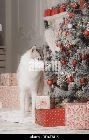 Husky guarda curiosamente l'albero di Natale decorato con baule rosse e luci festive. Foto Stock