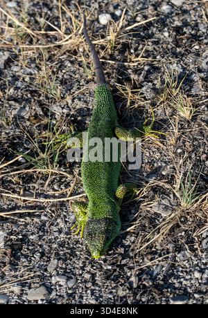 Una lucertola verde smeraldo con pelle macchiata che aspetta pazientemente sul terreno accidentato e asciutto. Foto Stock