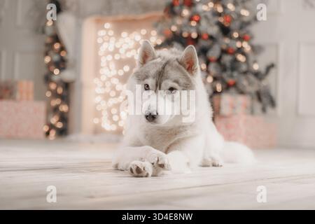 Husky siberiano adagiato vicino all'albero di Natale con regali e luci calde, curioso e attento. Foto Stock