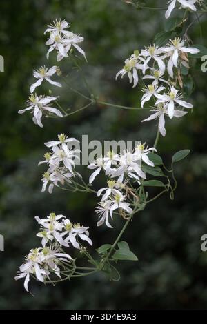 Puawhananga in fiore Clematis paniculata Foto Stock