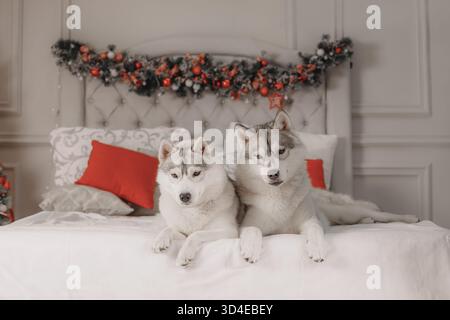 Due husky siberiani seduti vicini su un letto bianco, cuscini rossi e sfondo di ghirlande natalizie. Foto Stock