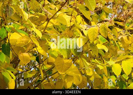 Hardy Invasive Plants Japanese Knotweed Fallopia japonica Reynoutria japonica in colore autunnale, arbusto, vista densa e boscosa Foto Stock