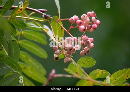 I frutti sono bianchi, rosa rossore, Sorbus olivacea fruttano da vicino Foto Stock
